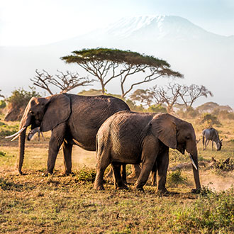 kenya