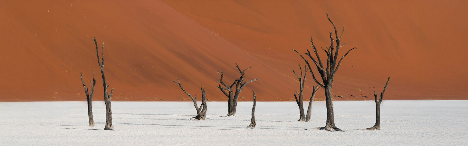 arbres morts namibie