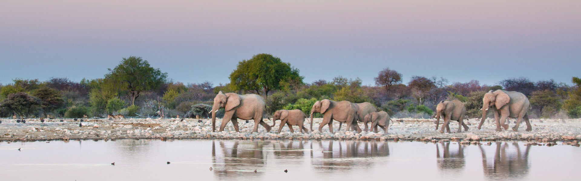 point d eau savane namibie