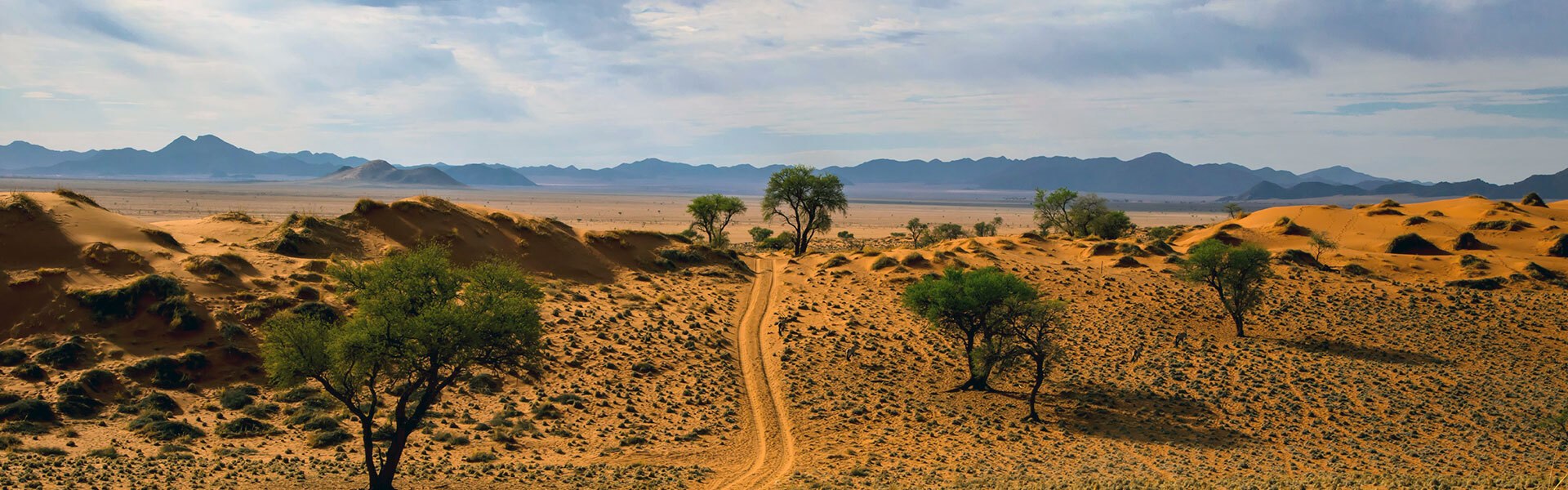 savane parc namibien