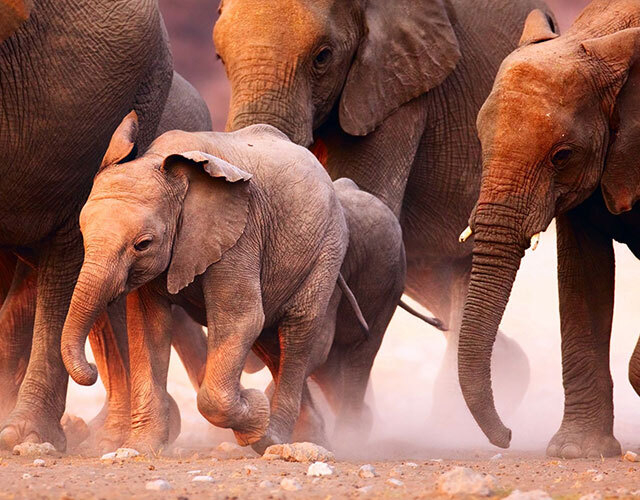 elephant desert