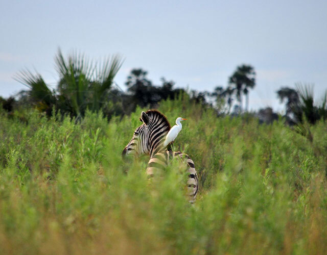 zebres safari namibie