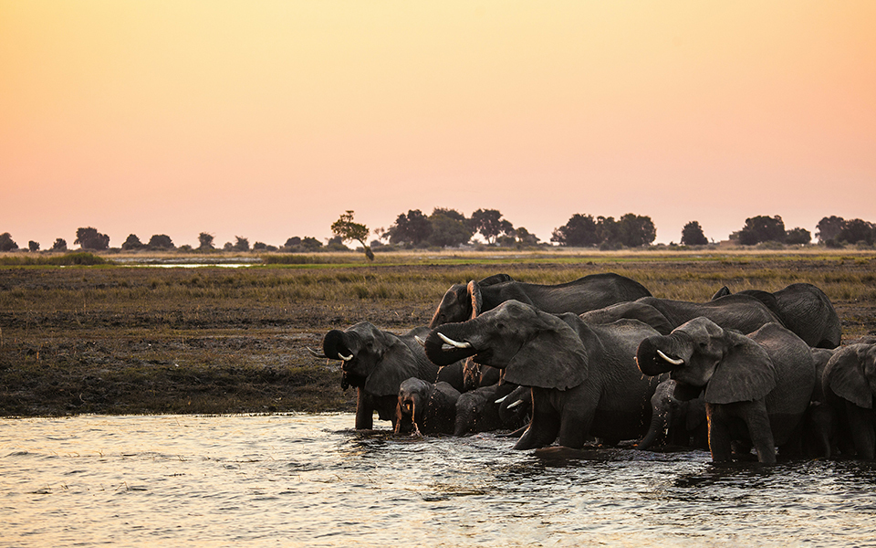 Troupeau d’éléphants traversant une rivière au couchant