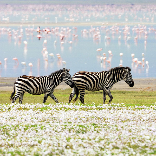 circuit échos de la savane - zèbres et flamants du lac Manyara en Tanzanie