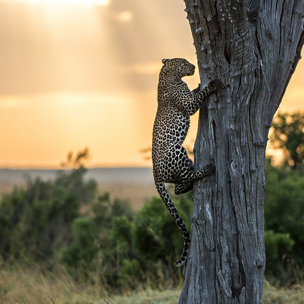 circuit route des lacs - léopard du Serengeti au coucher du soleil