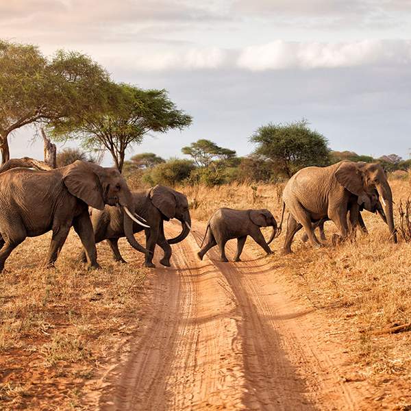 circuit safari tanzanie et plage zanzibar en famille - éléphants sur les pistes tanzaniennes