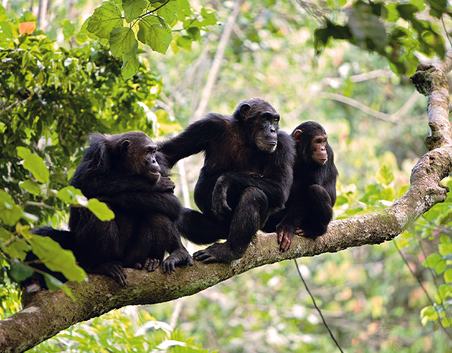 Observation des chimpanzés dans le parc Mahale
