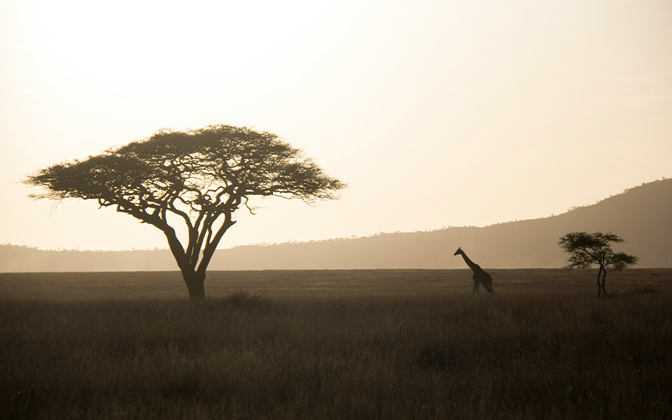 girafe et acacia dans le clair obscur des plaines africaines