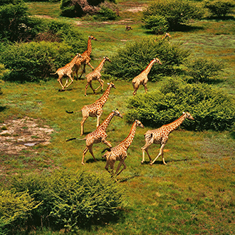 Girafes dans le delta de l’Okavango au Botswana