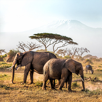 Éléphants du Kenya devant le Kilimandjaro