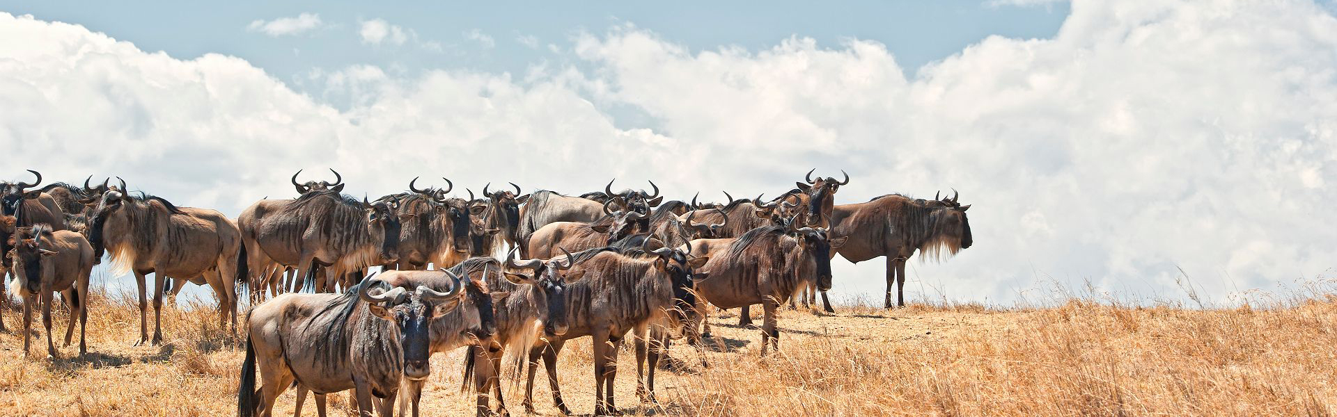 Grande migration des gnous dans le Serengeti