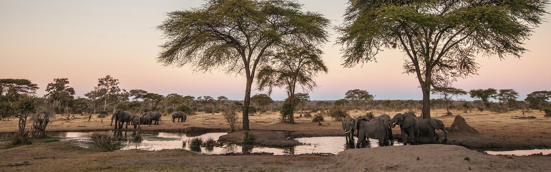 éléphants autour d’un point d’eau
