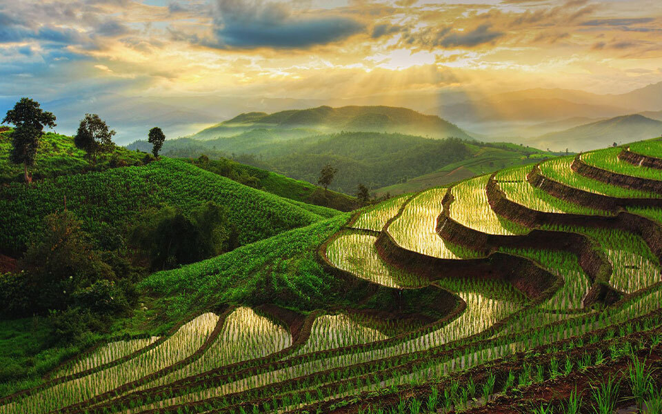 Rizières dans le nord de la Thaïlande