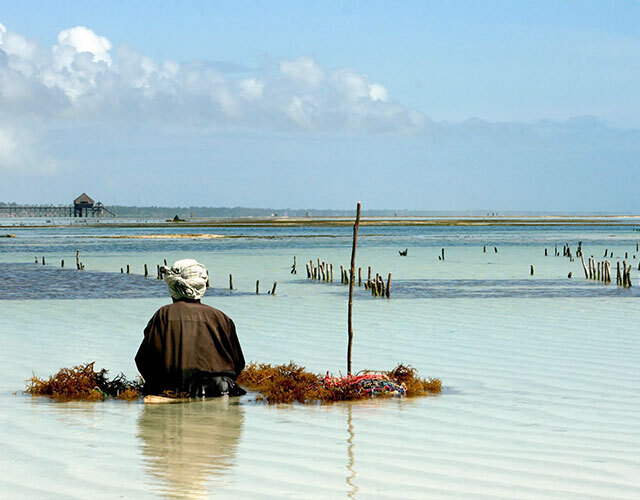 experience rencontre seaweed mamas