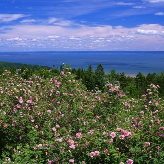 nouveau brunswick