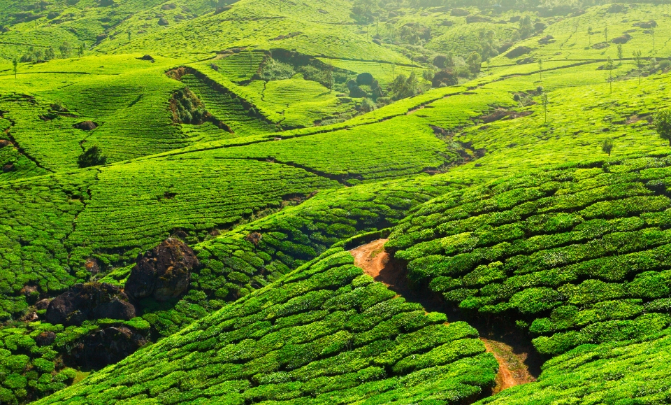 Plantations de thé au soleil levant à munnar dans le kerala en inde