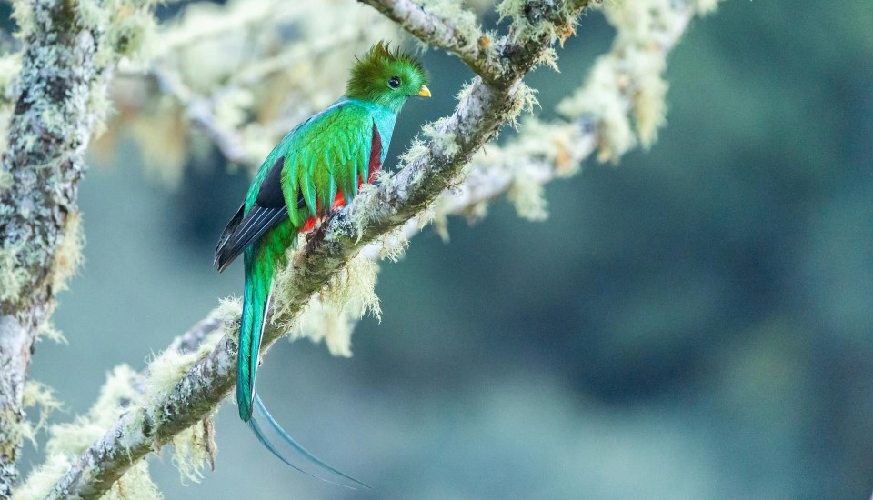 quetzal san gerardo de dota