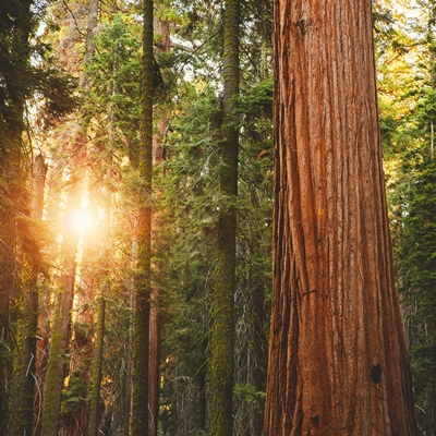 Redwood national park
