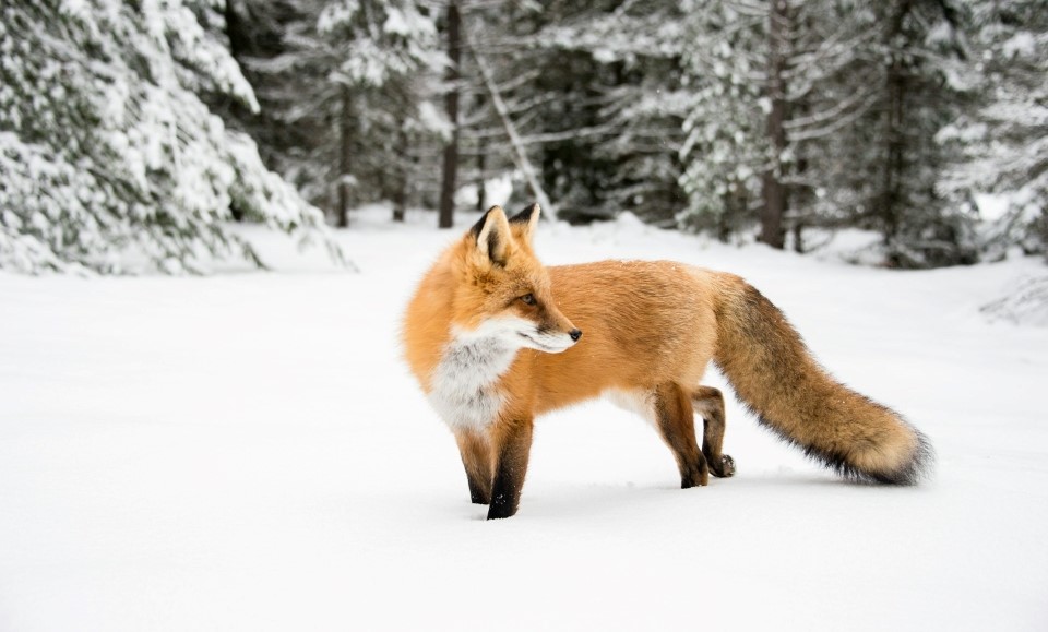 renard au parc algonquin en ontario canada