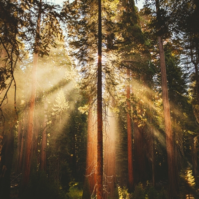 Sequoia National Park