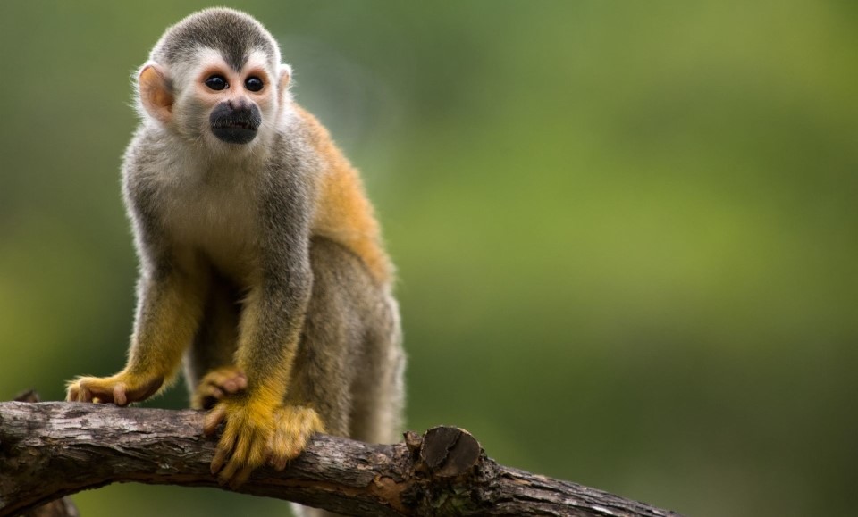 singe saïmiri sur une branche au parc national manuel antonio