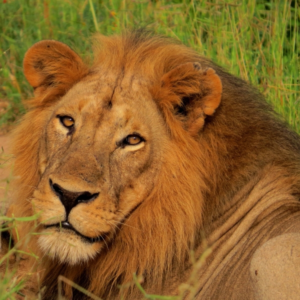 circuit tanzanie sauvage et confidentielle