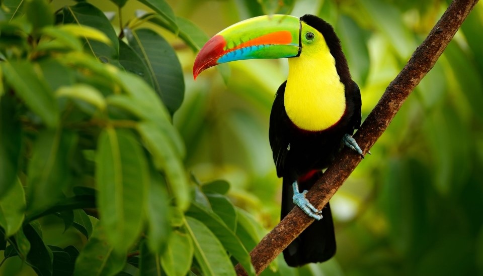 toucan parc national volcan arenal nord du costa rica