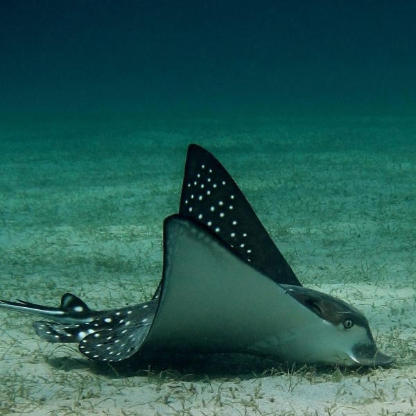 Circuit Des Grands Parcs du Nord à Mnemba Island