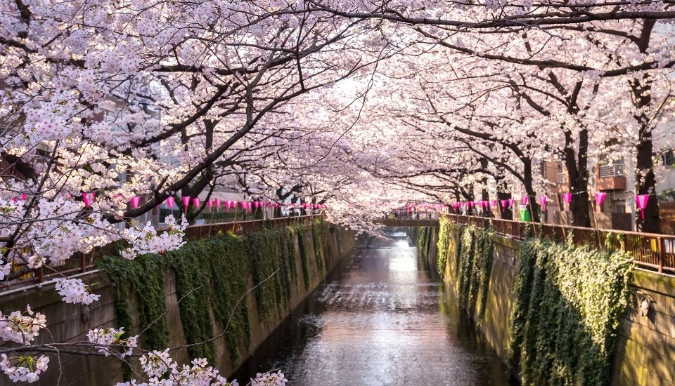 cerisiers en fleur sur le canal meguro à tokyo au japon