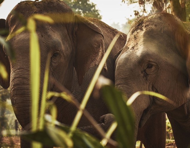 deux éléphants dans leur habitat naturel à chiang rai - crédit anantara golden triangle elephant camp and resort