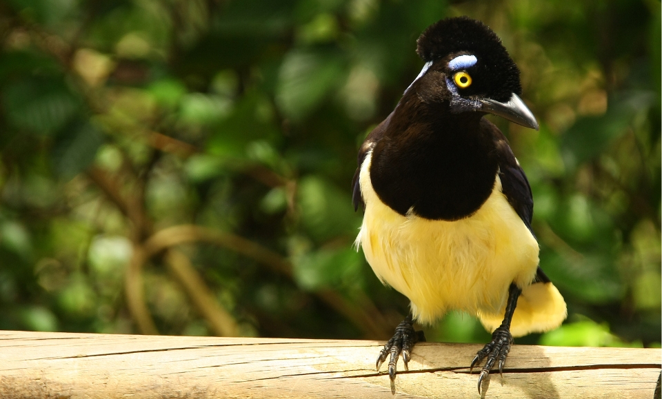 geai acahé dans la jungle subtropicale proche des chutes d'iguazú en argentine