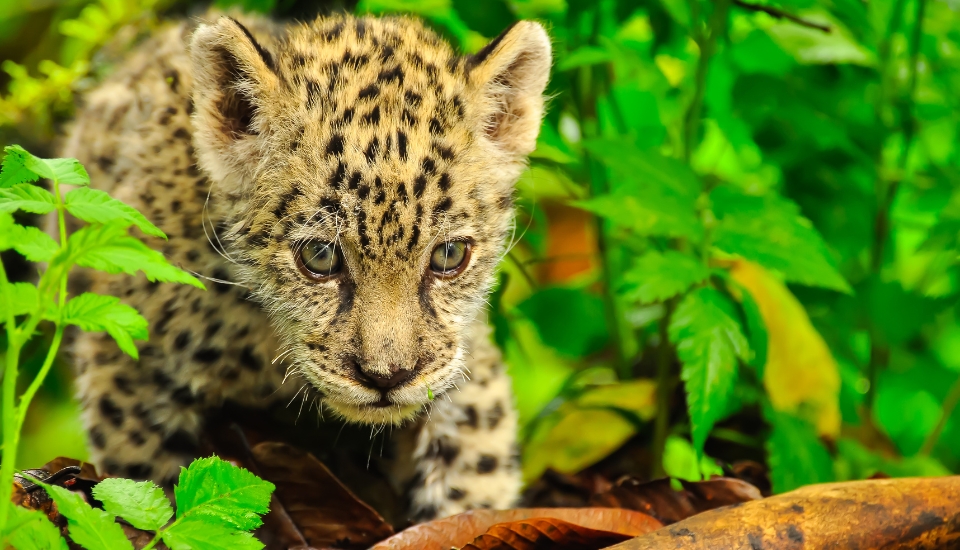 jeune jaguar déambulant dans la forêt amazonienne