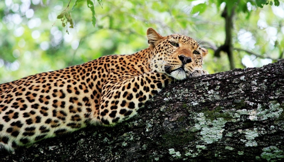 léopard sur une branche au parc national de ruaha au sud de la tanzanie
