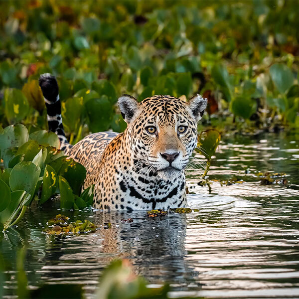 circuit le marais monde du pantanal - jaguar durant un safari