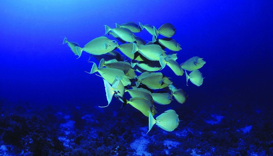 poissons tropicaux dans l'océan indien proche de l'hôtel bakwa lodge