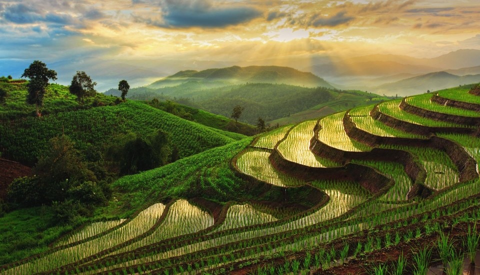 rizières en terrasse dans la province de chiang mai au nord de la thaïlande