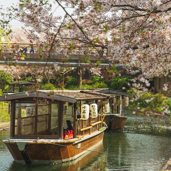 Sous les cerisiers en fleurs