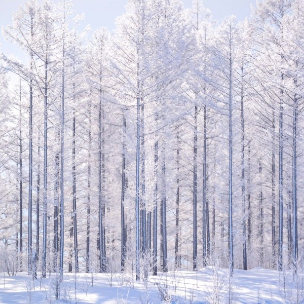 Murmure d'hiver à Hokkaido