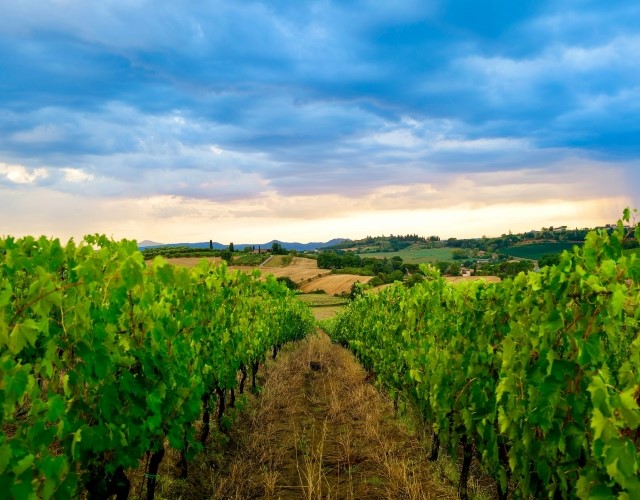 vignoble dans la campagne vallonnée de toscane au crépuscule
