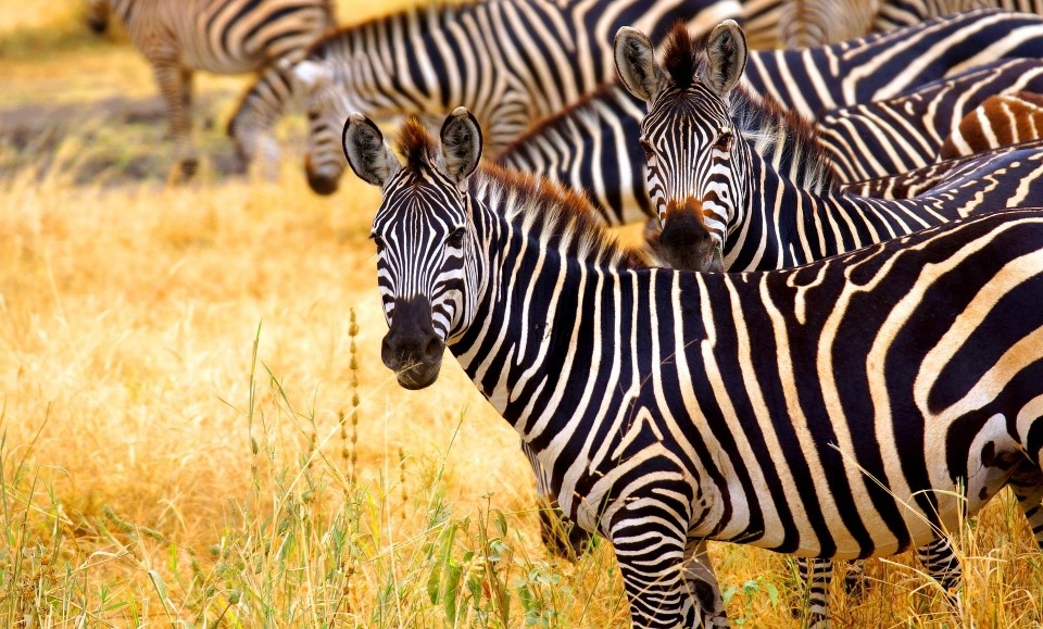 zèbres dans la brousse du parc national du serengueti au nord de la tanzanie