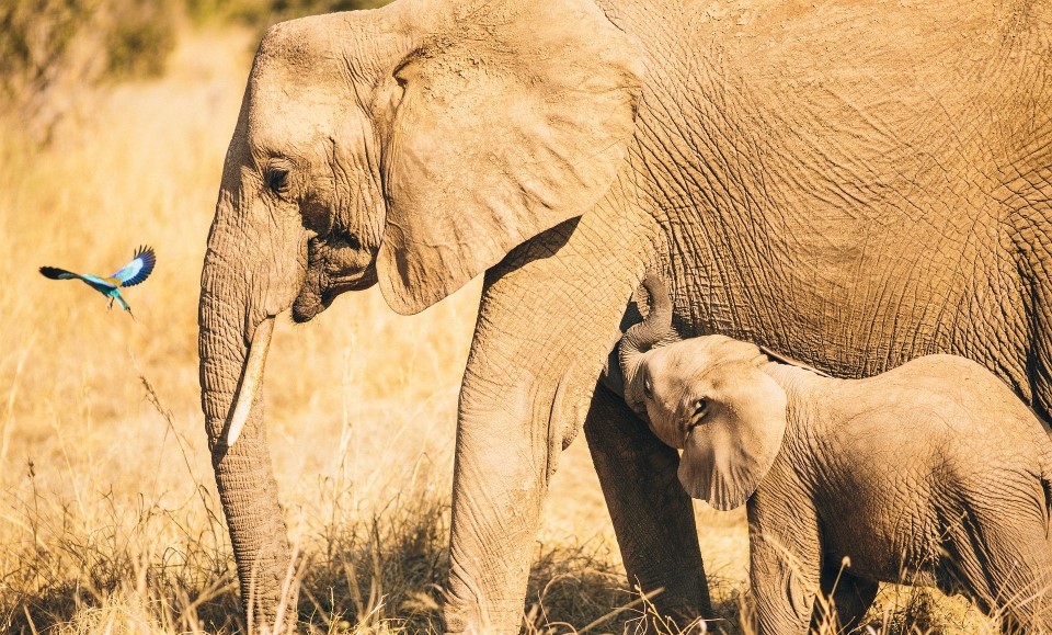 éléphant et son éléphanteau dans la brousse au parc national de ruaha au sud de la tanzanie