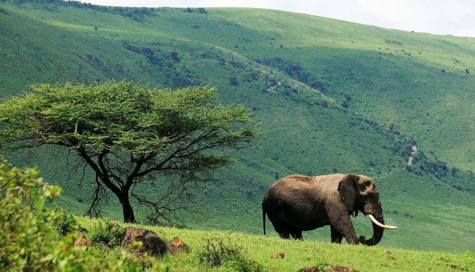 éléphant marchant dans les plaines au parc national du Serengeti nord de la tanzanie