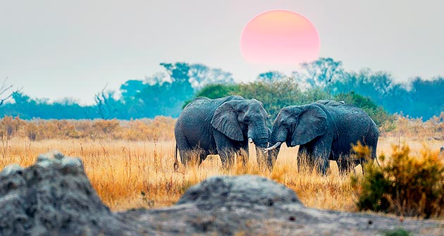 En Tanzanie en août avec Amplitudes