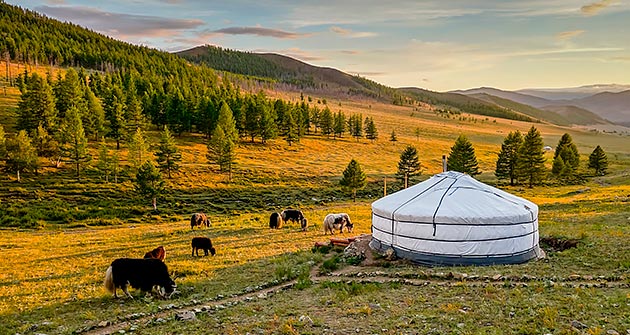 En mongolie en mai avec Amplitudes