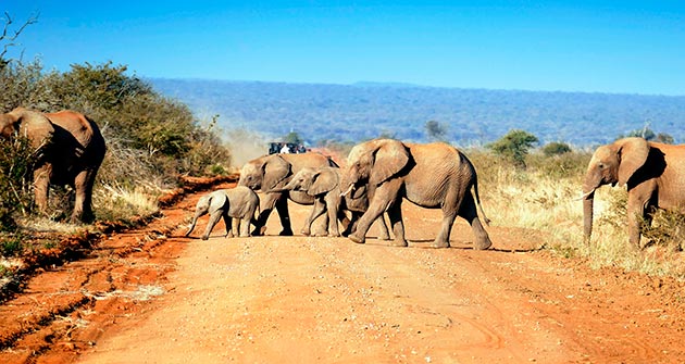 En Afrique du Sud en octobre avec Amplitudes